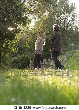 France, Provence, couple picking olives from olive tree View Large Photo Image Stock Photo - France, Provence, couple picking olives from olive tree. Fotosearch