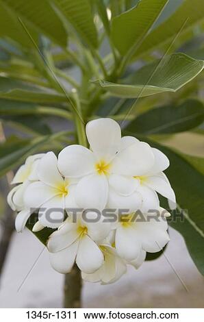 Stock Image - Frangipani flowers on a plant. Fotosearch