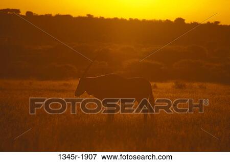 Stock Photo - Gemsbok (Oryx gazella) in a field at sunset, Deception Valley, Central Kalahari Game Reserve, Botswana. Fotosearch