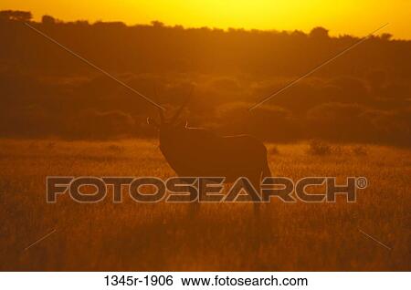 Gemsbok (Oryx gazella) in a field at sunset, Deception Valley, Central Kalahari Game Reserve, Botswana View Large Photo Image Stock Photograph - Gemsbok (Oryx gazella) in a field at sunset, Deception Valley, Central Kalahari Game Reserve, Botswana. Fotosearch