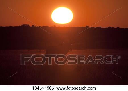 Gemsbok (Oryx gazella) in a field at sunset, Deception Valley, Central Kalahari Game Reserve, Botswana View Large Photo Image Stock Photography - Gemsbok (Oryx gazella) in a field at sunset, Deception Valley, Central Kalahari Game Reserve, Botswana. Fotosearch