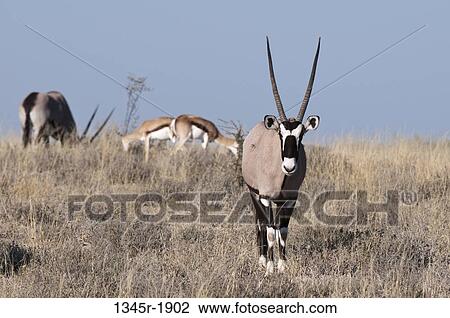 Gemsbok (Oryx gazella) in a field, Deception Valley, Central Kalahari Game Reserve, Botswana View Large Photo Image Stock Image - Gemsbok (Oryx gazella) in a field, Deception Valley, Central Kalahari Game Reserve, Botswana. Fotosearch