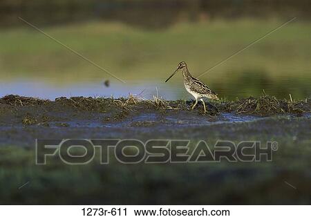Stock Image - Giant Snipe standing on marshy ground. Fotosearch