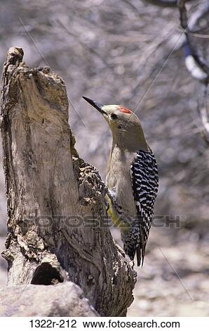 Gila Woodpecker on a tree, Arizona, USA View Large Photo Image Stock Image - Gila Woodpecker on a tree, Arizona, USA. Fotosearch