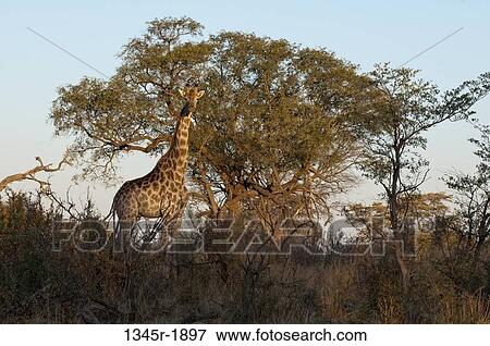 Giraffe (Giraffa camelopardalis) standing in a forest, Okavango Delta, Botswana View Large Photo Image Stock Photo - Giraffe (Giraffa camelopardalis) standing in a forest, Okavango Delta, Botswana. Fotosearch