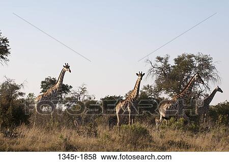 Giraffes (Giraffa camelopardalis) standing in a forest, Savuti Channel, Linyanti, Botswana View Large Photo Image Stock Photo - Giraffes (Giraffa camelopardalis) standing in a forest, Savuti Channel, Linyanti, Botswana. Fotosearch