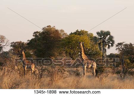 Giraffes (Giraffa camelopardalis) standing in a forest, Okavango Delta, Botswana View Large Photo Image Stock Photo - Giraffes (Giraffa camelopardalis) standing in a forest, Okavango Delta, Botswana. Fotosearch