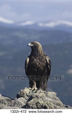 Golden Eagle perched on a rock View Large Photo Image Stock Image - Golden Eagle perched on a rock. Fotosearch