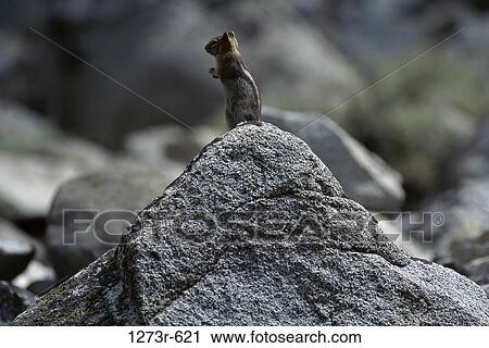Golden-Mantled Ground Squirrel on a rock View Large Photo Image Stock Image - Golden-Mantled Ground Squirrel on a rock. Fotosearch