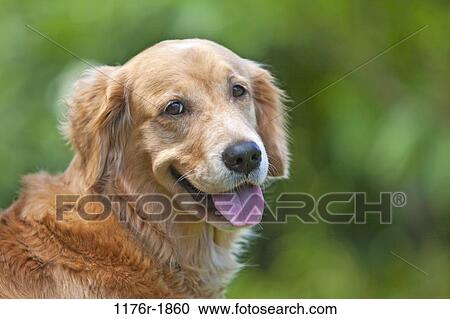 Golden Retriever. Hawaii View Large Photo Image Stock Image - Golden Retriever. Hawaii. Fotosearch