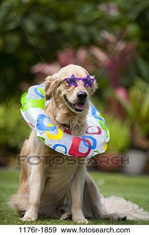 Golden Retriever ready for the beach. Hawaii View Large Photo Image Stock Photo - Golden Retriever ready for the beach. Hawaii. Fotosearch