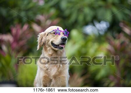 Golden Retriever with star sunglasses. Hawaii View Large Photo Image Stock Image - Golden Retriever with star sunglasses. Hawaii. Fotosearch