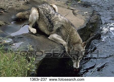 Gray Wolf lying on a rock ledge drinking water from a river View Large Photo Image Stock Photo - Gray Wolf lying on a rock ledge drinking water from a river. Fotosearch