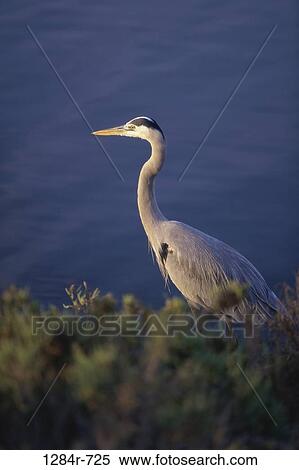 Great Blue Heron standing by water's edge View Large Photo Image Stock Photography - Great Blue Heron standing by water's edge. Fotosearch