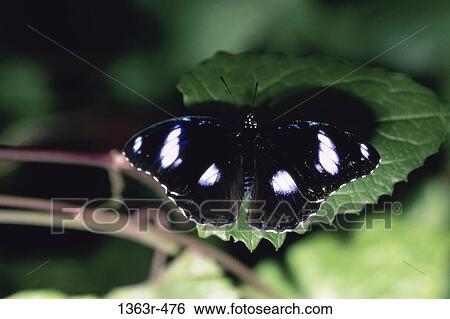 Great Egg Fly butterfly on a leaf View Large Photo Image Stock Photograph - Great Egg Fly butterfly on a leaf. Fotosearch