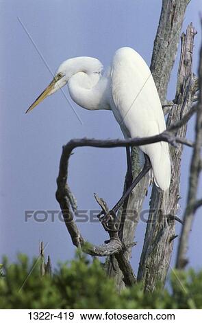 Stock Photo - Great Egret in a tree. Fotosearch