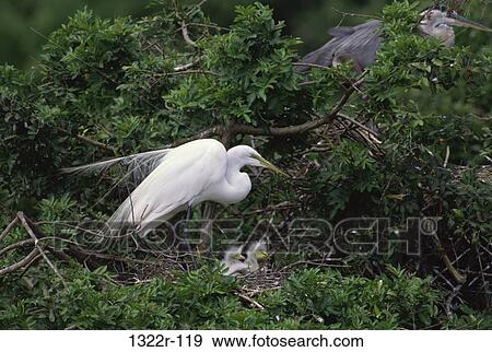Great Egrets in a nest, Florida, USA View Large Photo Image Stock Photo - Great Egrets in a nest, Florida, USA. Fotosearch