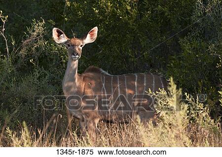 Greater kudu (Tragelaphus strepsiceros) standing in a forest, Okavango Delta, Botswana View Large Photo Image Stock Photography - Greater kudu (Tragelaphus strepsiceros) standing in a forest, Okavango Delta, Botswana. Fotosearch