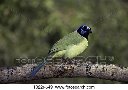 Green Jay on a tree branch View Large Photo Image Stock Photo - Green Jay on a tree branch. Fotosearch