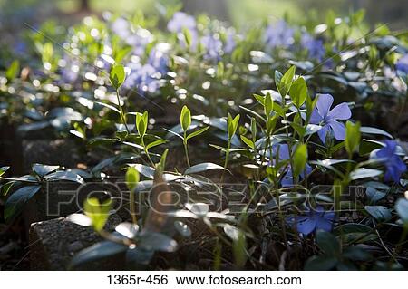 Ground cover purple flowers View Large Photo Image Stock Photograph - Ground cover purple flowers. Fotosearch