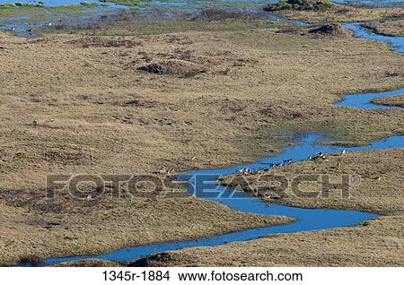 Group of Red Lechwes on a delta, Okavango Delta, Botswana View Large Photo Image Picture - Group of Red Lechwes on a delta, Okavango Delta, Botswana. Fotosearch