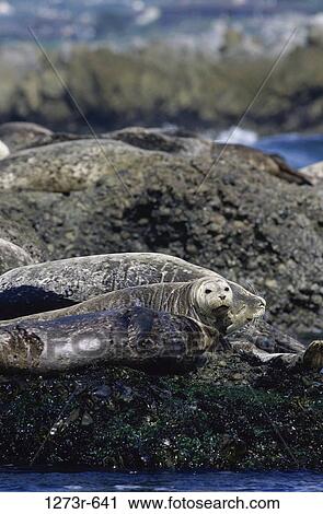 Harbor seals on a rock, Monterey, California, USA View Large Photo Image Stock Image - Harbor seals on a rock, Monterey, California, USA. Fotosearch