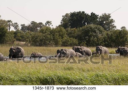 Herd of African elephants (Loxodonta africana) at a waterhole, Okavango Delta, Botswana View Large Photo Image Stock Image - Herd of African elephants (Loxodonta africana) at a waterhole, Okavango Delta, Botswana. Fotosearch