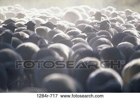 Herd of sheep View Large Photo Image Stock Photo - Herd of sheep. Fotosearch