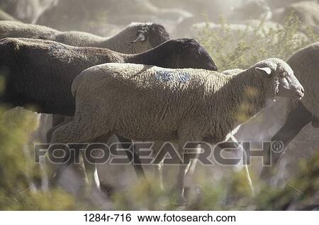 Herd of sheep View Large Photo Image Stock Photograph - Herd of sheep. Fotosearch