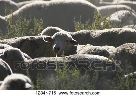 Stock Photography - Herd of sheep. Fotosearch