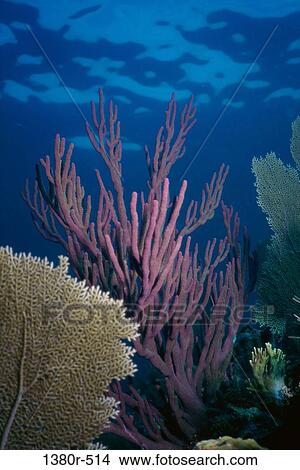 High angle view of coral reef underwater View Large Photo Image Picture - High angle view of coral reef underwater. Fotosearch