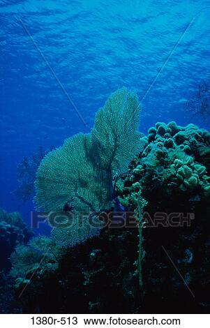 High angle view of coral reef underwater View Large Photo Image Stock Image - High angle view of coral reef underwater. Fotosearch