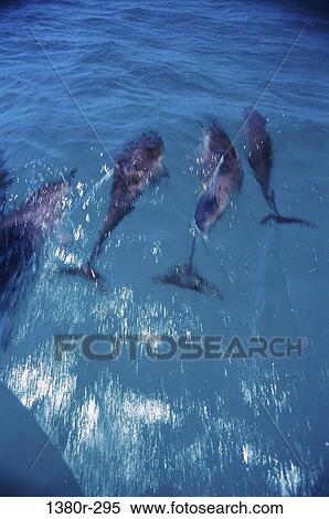 High angle view of dolphins View Large Photo Image Stock Photography - High angle view of dolphins. Fotosearch