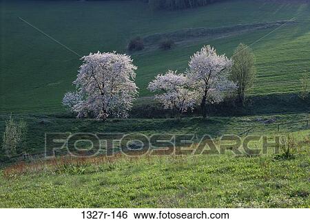 High angle view of flowering trees in spring View Large Photo Image Stock Photograph - High angle view of flowering trees in spring. Fotosearch