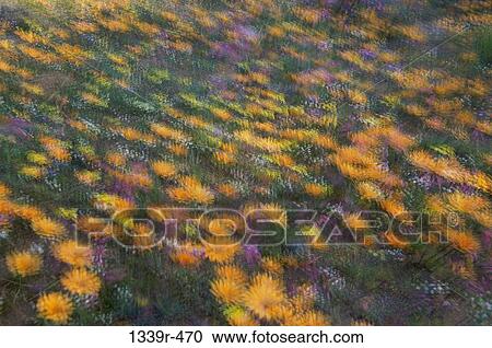 High angle view of flowers in a field View Large Photo Image Stock Image - High angle view of flowers in a field. Fotosearch