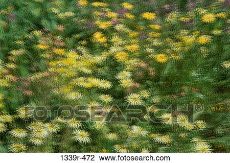 High angle view of flowers in a field View Large Photo Image Stock Image - High angle view of flowers in a field. Fotosearch