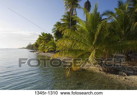 High angle view of palm trees on the beach, Rangiroa, Tuamotu Archipelago, French Polynesia View Large Photo Image Stock Image - High angle view of palm trees on the beach, Rangiroa, Tuamotu Archipelago, French Polynesia. Fotosearch