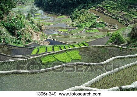 Stock Photo - High angle view of rice fields, Banaue, Philippines. Fotosearch