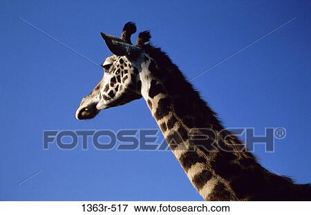 High section view of a giraffe View Large Photo Image Stock Photo - High section view of a giraffe. Fotosearch