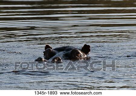 Hippopotamus (Hippopotamus amphibius) swimming in a waterhole, Okavango Delta, Botswana View Large Photo Image Stock Image - Hippopotamus (Hippopotamus amphibius) swimming in a waterhole, Okavango Delta, Botswana. Fotosearch