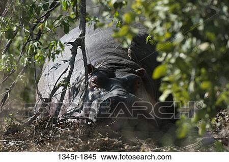 Hippopotamus (Hippopotamus amphibius) in a forest, Savuti Channel, Linyanti, Botswana View Large Photo Image Stock Photography - Hippopotamus (Hippopotamus amphibius) in a forest, Savuti Channel, Linyanti, Botswana. Fotosearch