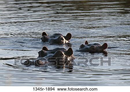 Picture - Hippopotamuses (Hippopotamus amphibius) swimming in a waterhole, Okavango Delta, Botswana. Fotosearch