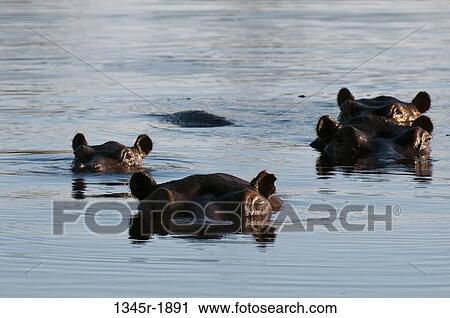Hippopotamuses (Hippopotamus amphibius) swimming in a waterhole, Okavango Delta, Botswana View Large Photo Image Stock Image - Hippopotamuses (Hippopotamus amphibius) swimming in a waterhole, Okavango Delta, Botswana. Fotosearch