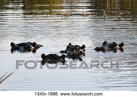 Hippopotamuses (Hippopotamus amphibius) swimming in a waterhole, Okavango Delta, Botswana View Large Photo Image Stock Photograph - Hippopotamuses (Hippopotamus amphibius) swimming in a waterhole, Okavango Delta, Botswana. Fotosearch