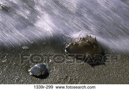 Horseshoe Crab beside a shell on a beach View Large Photo Image Stock Photo - Horseshoe Crab beside a shell on a beach. Fotosearch