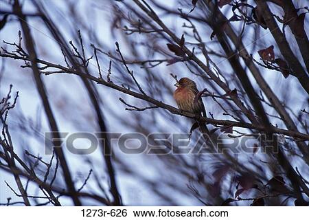 Stock Photograph - House Finch in a tree. Fotosearch