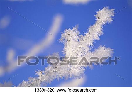 Ice formed on branches of a tree View Large Photo Image Stock Image - Ice formed on branches of a tree. Fotosearch
