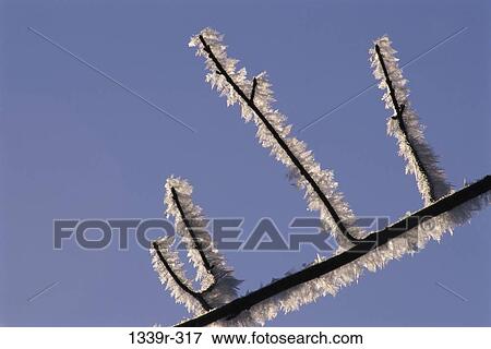 Ice formed on branches of a tree View Large Photo Image Stock Photo - Ice formed on branches of a tree. Fotosearch