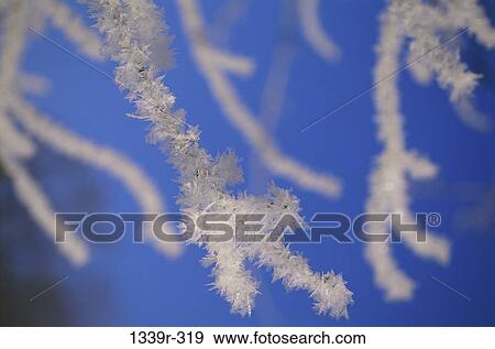Ice formed on branches of a tree View Large Photo Image Stock Photo - Ice formed on branches of a tree. Fotosearch