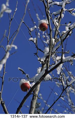 Ice on an apple tree View Large Photo Image Stock Photo - Ice on an apple tree. Fotosearch
